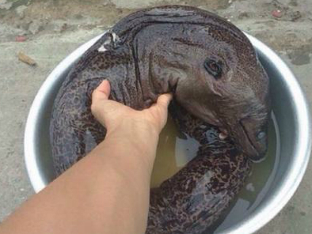 Phi thường - kỳ quặc - "Cá lai khủng long" ở Nam Định khiến dân mạng xôn xao