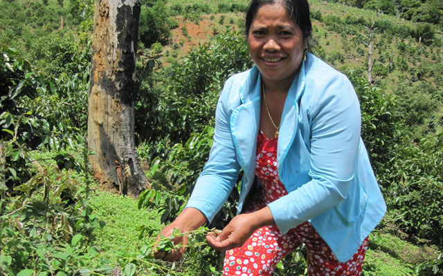 Tài chính - Bất động sản - Nghe chuyện làm giàu của “Nữ hoàng sâm dây”