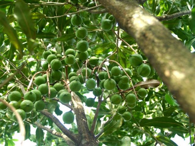 Thị trường - Tiêu dùng - Trồng mắc ca: "VN đừng mắc lại sai lầm như TQ"