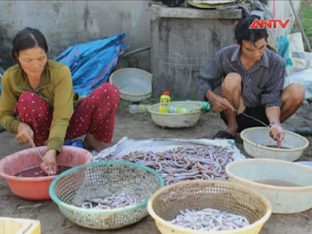 Thị trường - Tiêu dùng - Tái diễn tình trạng săn địa sâm bán cho thương lái TQ