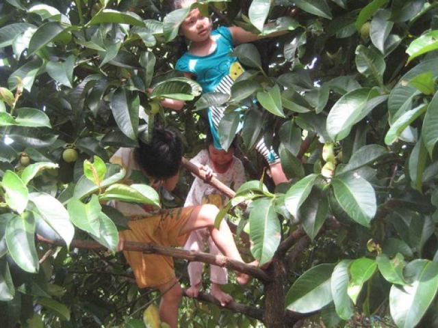 Thị trường - Tiêu dùng - Măng cụt lên "cơn sốt", nhà vườn không đủ bán