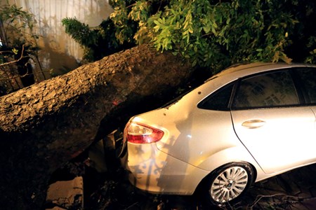 Tin tức Việt Nam - Sau dông lốc, Hà Nội đi tìm cây đúng chủng loại đô thị