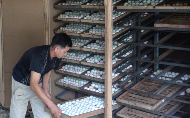 Thị trường - Tiêu dùng - Làm giàu từ lò ấp trứng vịt