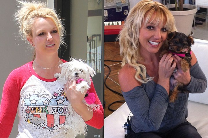 Britney Spears chi hơn nửa tỉ cho chó cưng