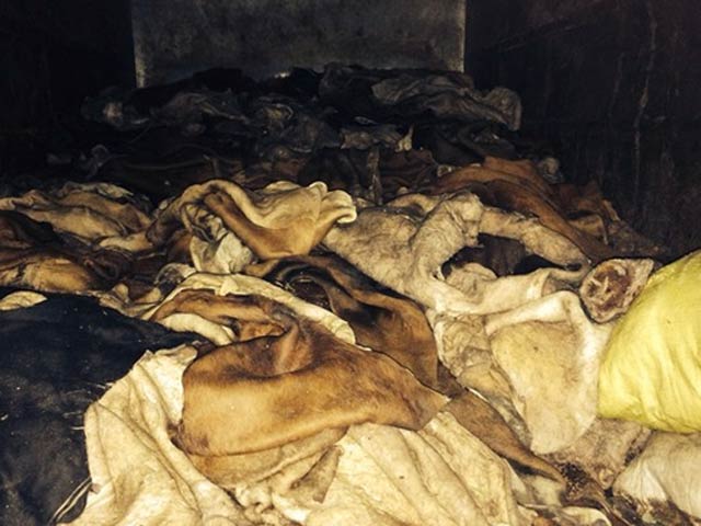 Tin tức trong ngày - CSGT phát hiện hơn 2 tấn mỡ, da động vật bốc mùi