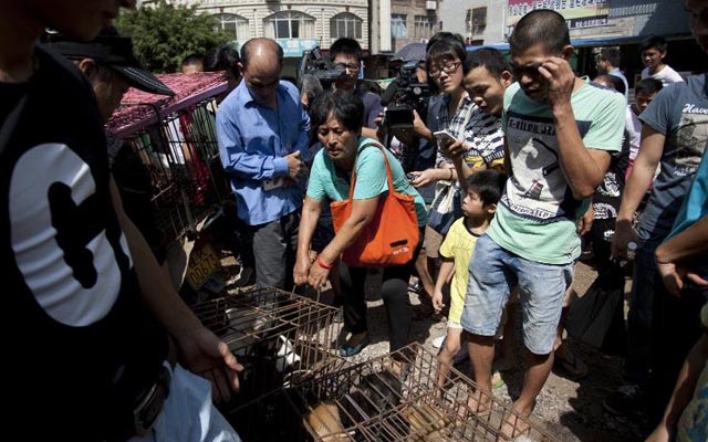 Tin tức trong ngày - Lễ hội thịt chó TQ: Trả 24 triệu đồng cứu mạng 100 con chó