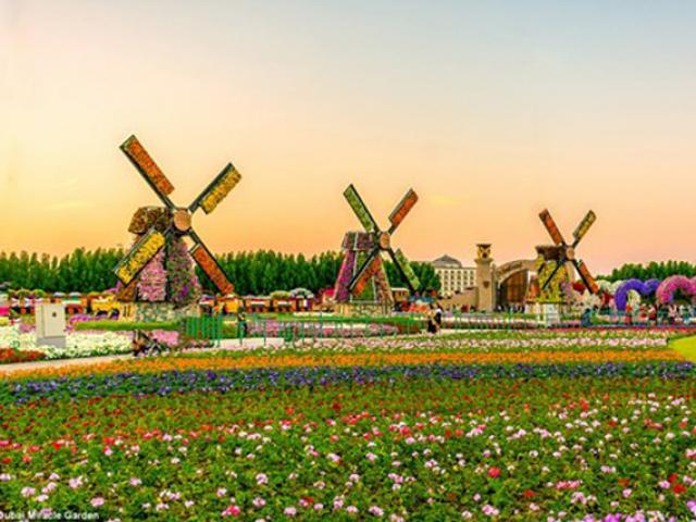 Du lịch - Choáng ngợp vườn hoa khổng lồ khoe sắc giữa sa mạc