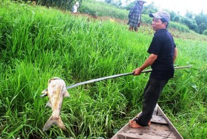 Tin tức trong ngày - Quảng Nam: Vớt gần 1,5 tấn cá nổi bất thường trên sông