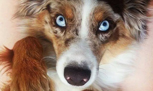 Phi thường - kỳ quặc - 21 chú chó có khả năng “thôi miên” người nhìn