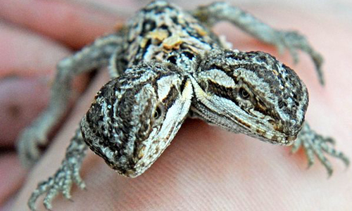 Phi thường - kỳ quặc - Chiêm ngưỡng thằn lằn 2 đầu cực quý hiếm