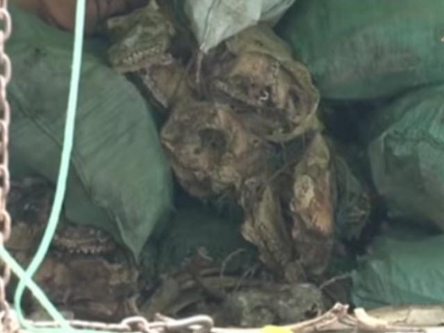 Video An ninh - Chặn 6 tấn xương thối chuẩn bị “chui” vào Hà Nội