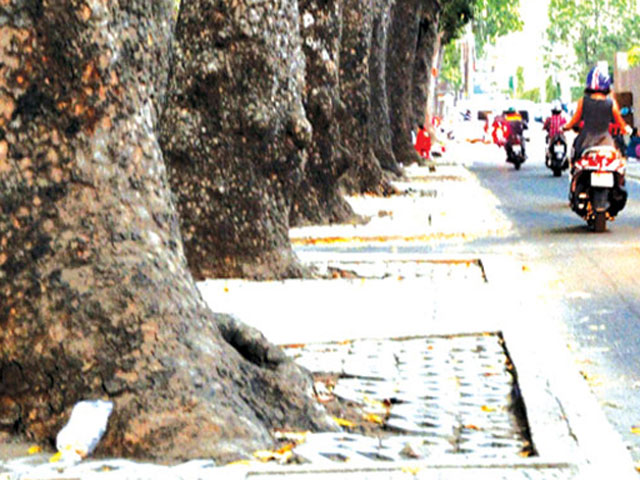 Tin tức trong ngày - TPHCM: Cắt điện nước 10 ngày để bứng 2 cây cổ thụ