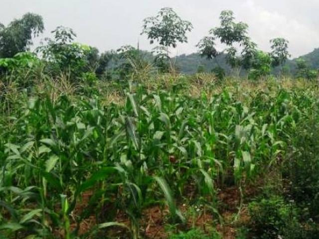 Pháp luật - Chồng bị vợ chém suýt chết vì đòi "quan hệ" giữa đồng ngô