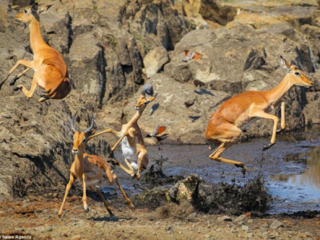 Thế giới - Khoảnh khắc linh dương nhảy thoát miệng cá sấu dữ