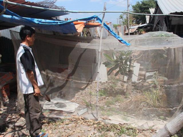 Tin tức trong ngày - Thầy giáo... nuôi ruồi