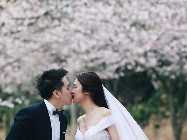 Ảnh cưới bên hoa anh đào Hàn Quốc mê hoặc giới trẻ