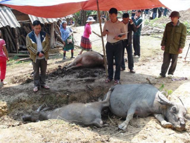 Tin tức trong ngày - Nhà có sáu con trâu, sét đánh chết năm con