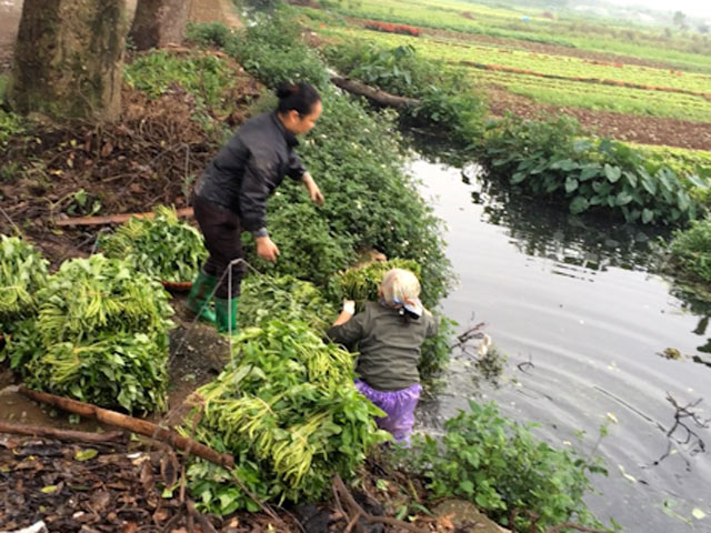 Tin tức trong ngày - Rùng rợn rau muống "tắm" nước đen trước giờ xuống chợ