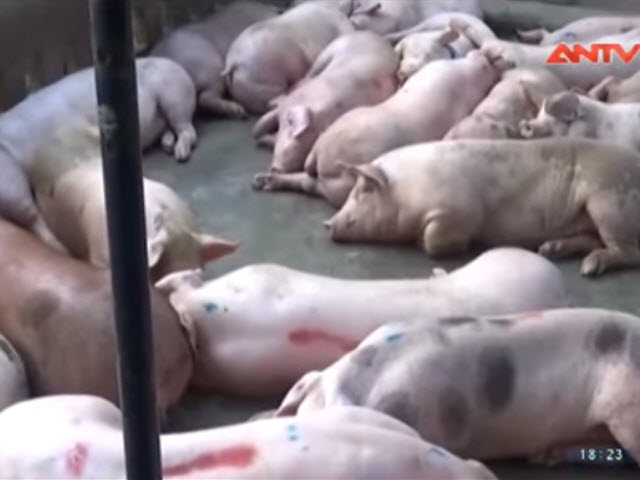 Video An ninh - Thực phẩm bẩn: Đã có pháp lý, chỉ chờ trách nhiệm