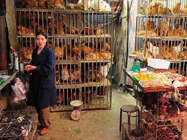 Thị trường - Tiêu dùng - Gà bệnh TQ giá rẻ "như bèo" có nguy cơ tràn sang VN