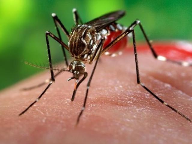Thai phụ ở TP.HCM đã mắc virus Zika như thế nào?