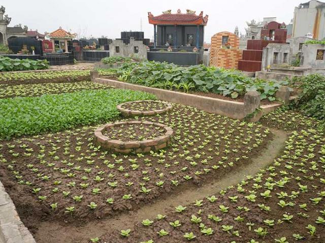 Tin tức trong ngày - Chủ tịch HN yêu cầu kiểm tra vụ rau xanh trồng trên mộ