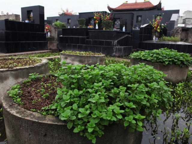 Tin tức trong ngày - “Ăn rau trồng ở nghĩa địa dễ mắc bệnh”