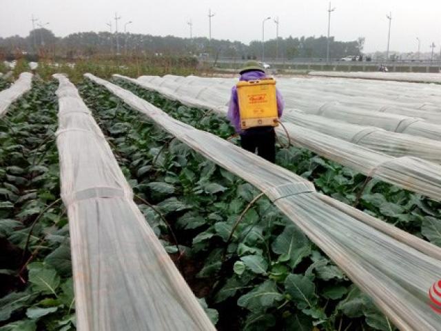 Thị trường - Tiêu dùng - Vùng rau an toàn lớn nhất HN: Giật mình "không ai kiểm soát"