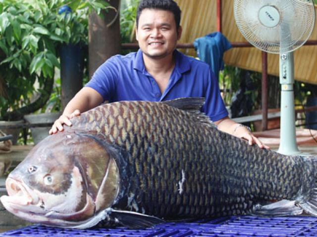 Tin tức trong ngày - Cá hô khổng lồ từ Biển Hồ "bơi" về Sài Gòn