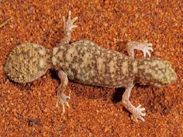 Thế giới - Phát hiện tắc kè kỳ quái đuôi to hơn đầu ở Úc