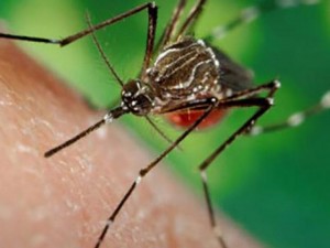 Tin tức trong ngày - Những điều cần biết về virus Zika gây teo não