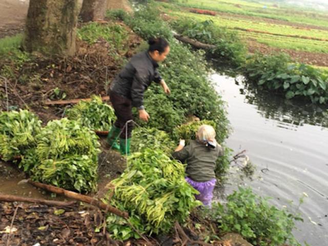 Sức khỏe đời sống - Hà Nội lập 5 đoàn kiểm tra an toàn vệ sinh thực phẩm