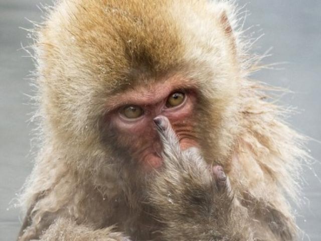 Khỉ giơ ngón tay thối - Chú khỉ giơ ngón tay thối đang chờ bạn tới và khám phá! Hãy xem ảnh của chúng tôi và cười tẹt ga. Những bức ảnh vui nhộn sẽ giúp mọi người thư giãn và quên đi những căng thẳng trong cuộc sống.