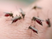 Sức khỏe đời sống - Virus Zika có thể gây liệt và tàn tật vĩnh viễn?