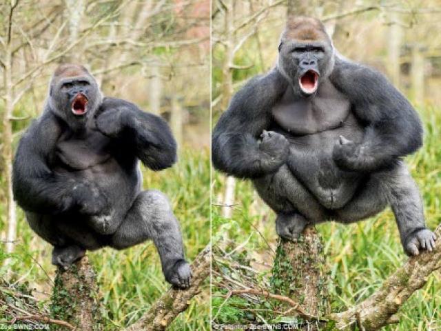 Khỉ đột cũng có thể làm bạn cười đấy! Hãy xem những bức ảnh khỉ đột hài hước này để thấy rõ điều này. Những chú khỉ này sẽ khiến bạn cười đến mức bụng đau và tìm lại niềm vui trong cuộc sống.