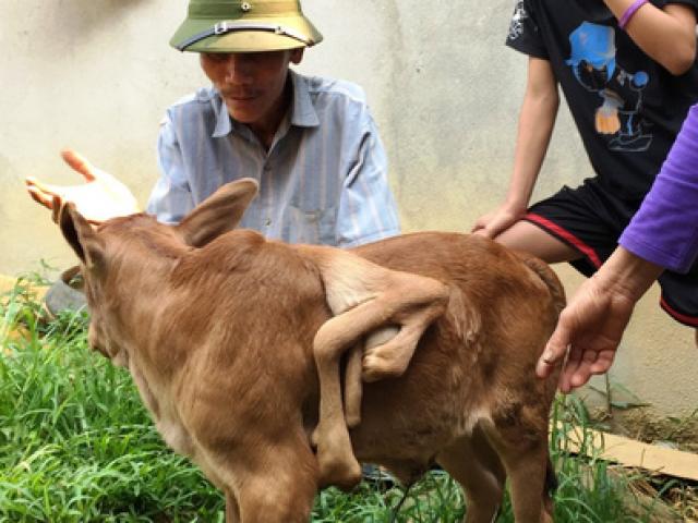 Tin tức trong ngày - Đổ xô đi xem bê 7 chân