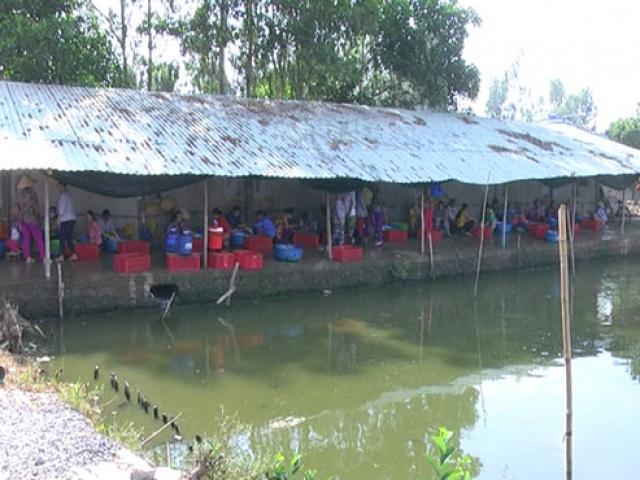 Thị trường - Tiêu dùng - Hậu Giang: Phát hiện cơ sở giết mổ gia cầm sử dụng hóa chất nhổ lông vịt