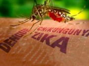 Sức khỏe đời sống - Phát hiện Virus Zika có thể tấn công cả não người lớn