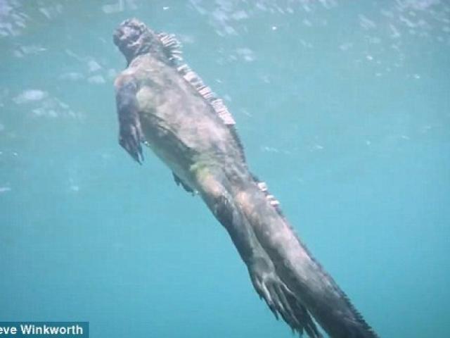 Thế giới - Video: Ngắm "Godzilla dưới biển" bơi lượn như rắn