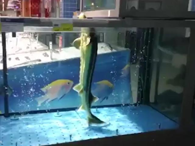 Thế giới - Video: Cá "đứng" thẳng như người, nhảy nhót theo nhạc