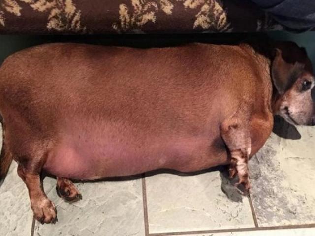 Chó béo như xúc xích đổi đời nhờ ăn kiêng, tập thể dục
