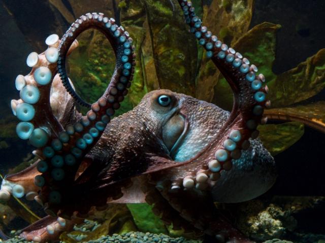 Thế giới - Bạch tuộc "vượt ngục" ly kỳ từ bể cá ra Thái Bình Dương