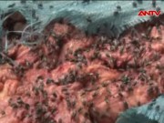 Video An ninh - Kinh hoàng gần 5 tấn mỡ bẩn bám đầy ruồi nhặng