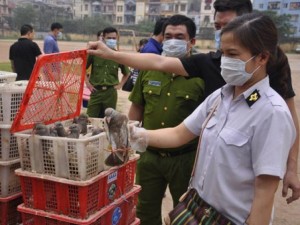 Thị trường - Tiêu dùng - Gần 4.000 con chim bồ câu Trung Quốc tuồn về Hà Nội