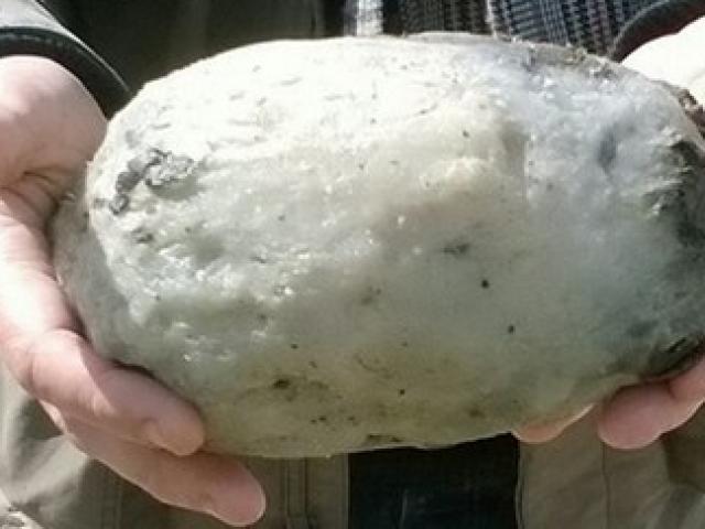 Phi thường - kỳ quặc - Cặp vợ chồng nhặt được "báu vật" tiền tỷ trên bãi biển