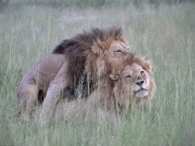 Sư tử đực mê mải ”mi” nhau, phớt lờ dàn sư tử cái