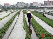 Giá cả hàng hóa - Rau an toàn không kiểm soát chặt, 20 năm chưa có ai ngộ độc!