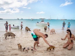 Thế giới - Khám phá thiên đường dành cho lợn ở Bahamas