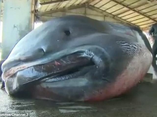 Thế giới - Bắt được cá mập miệng rộng khổng lồ cực hiếm ở Nhật Bản