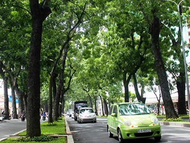 Tin tức trong ngày - TPHCM: Hàng trăm cổ thụ có nguy cơ bị "trảm"